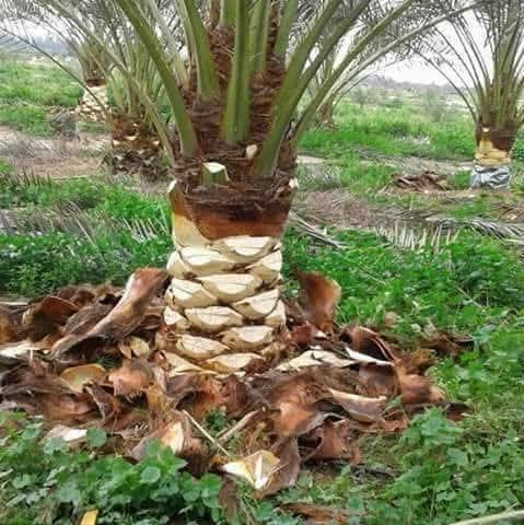 أعمال صيانة حديقة تشمل تقليم الشجيرات وتنظيم المسطح الأخضر